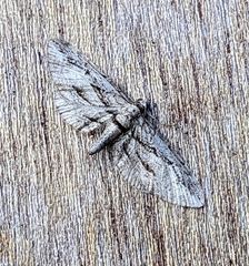 Eupithecia phoeniceata