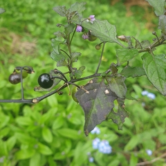 Solanum nigrum