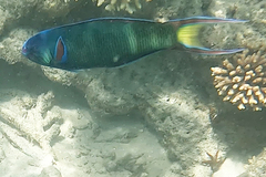 Thalassoma lunare