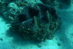 Tridacna gigas