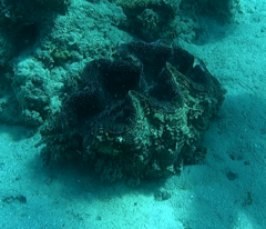 Tridacna gigas