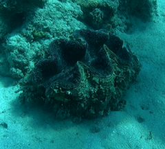 Tridacna gigas