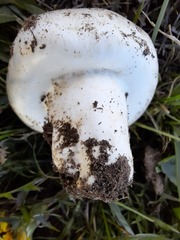 Agaricus bernardii