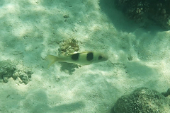 Parupeneus crassilabris