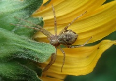Philodromus cespitum
