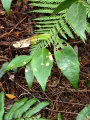 Atherosperma moschatum