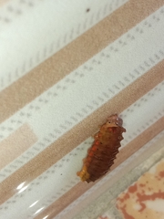 Trypanophora semihyalina