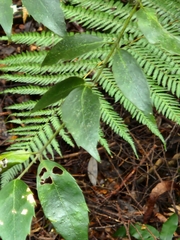 Atherosperma moschatum
