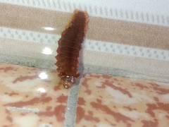 Trypanophora semihyalina