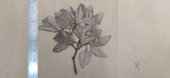 Cinnamomum