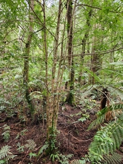 Atherosperma moschatum