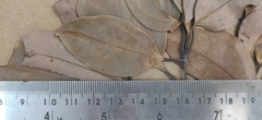 Cinnamomum