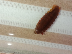 Trypanophora semihyalina