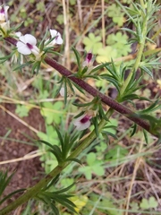 Muraltia ericifolia