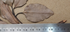 Cinnamomum
