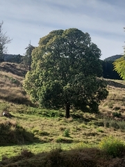 Flindersia australis
