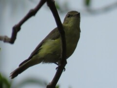 Microeca flavigaster