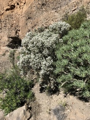 Parolinia filifolia