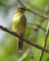 Microeca flavigaster