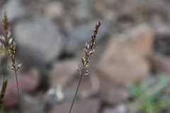 Trisetum spicatum