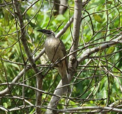 Philemon buceroides yorki
