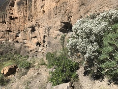 Parolinia filifolia
