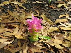 Curcuma australasica