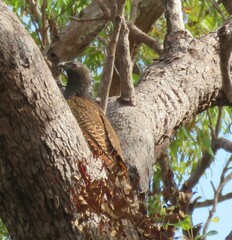 Centropus phasianinus