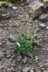 Potentilla uniflora