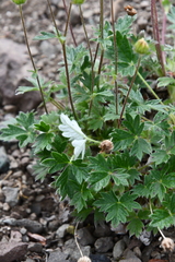 Potentilla uniflora