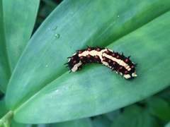 Papilio clytia