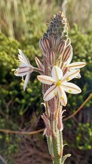 Trachyandra hirsutiflora