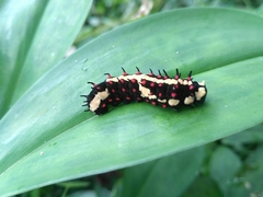 Papilio clytia