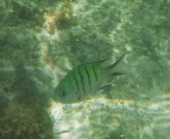 Abudefduf whitleyi