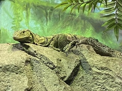 Varanus olivaceus
