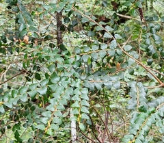 Nothofagus cunninghamii