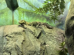 Varanus olivaceus