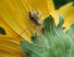 Philodromus cespitum