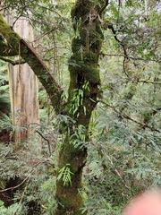 Nothofagus cunninghamii