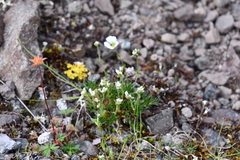 Cherleria arctica