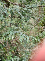 Nothofagus cunninghamii