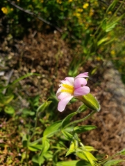 Erythranthe erubescens