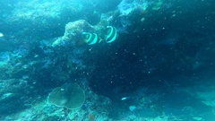 Heniochus chrysostomus