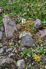 Bistorta officinalis