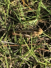 Gastrimargus marmoratus