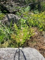 Erythranthe erubescens