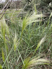 Austrostipa mollis