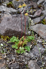 Potentilla hyparctica