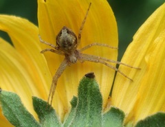 Philodromus cespitum