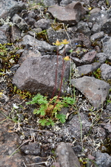 Potentilla hyparctica
